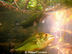 Black bass and his reflect, ray of sun. by Philippe Carriere 